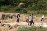 Los agricultores haciendo cosecha Hmong Xieng Khouang, Laos.