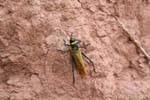 Saltamontes amarillo y negro, Llanura de las Jarras Xieng Khouang, Laos.