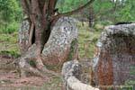 Jarre roto por un árbol, Llanura de las Jarras Xieng Khouang, Laos.