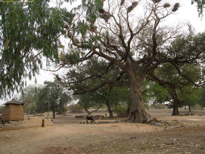 Vers Sokoura Village Griots Arbre Mali