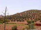 Un árbol cubierto colina de olivo, alrededor de Essaouira, Marruecos.