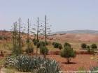 Aloe y la tierra roja alrededor de Essaouira, Marruecos.