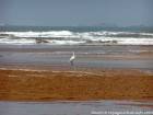 Grúas que chillan a lo largo de la playa hasta el río Igrounzar, Essaouira, Marruecos.