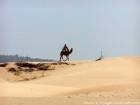 Camello en las dunas cerca Diabet, Essaouira, Marruecos.
