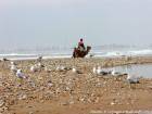 Playa con las aves marinas, un camello y el océano salvaje, Essaouira, Marruecos.