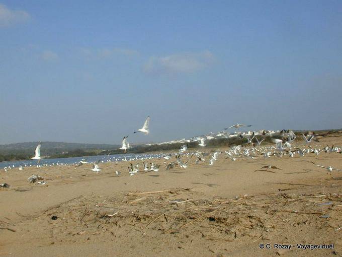 Las aves cerca de la desembocadura de la rambla Igrounzar, Essaouira - Marruecos