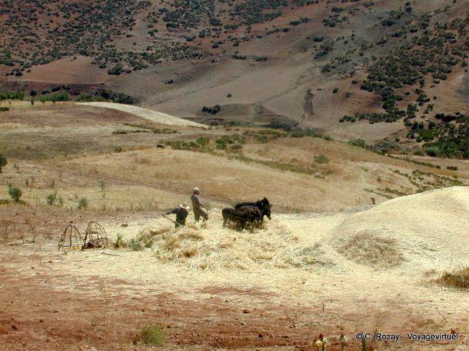 Combine con los viejos caballos alrededor de Khenifra - Marruecos