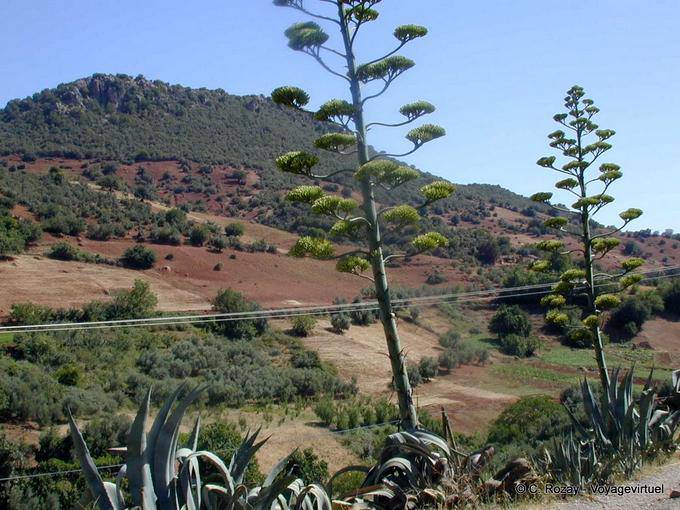 Azigza, Tierra roja y verde alrededor Khenifra - Marruecos