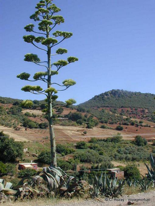 Aloes gigantes en el fondo del bosque, Khenifra - Marruecos