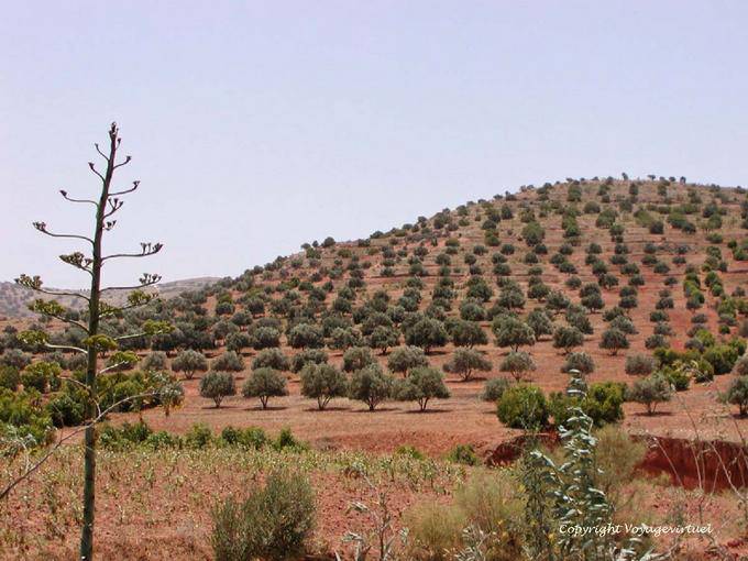 Un árbol cubierto colina de olivo, alrededor de Essaouira - Marruecos