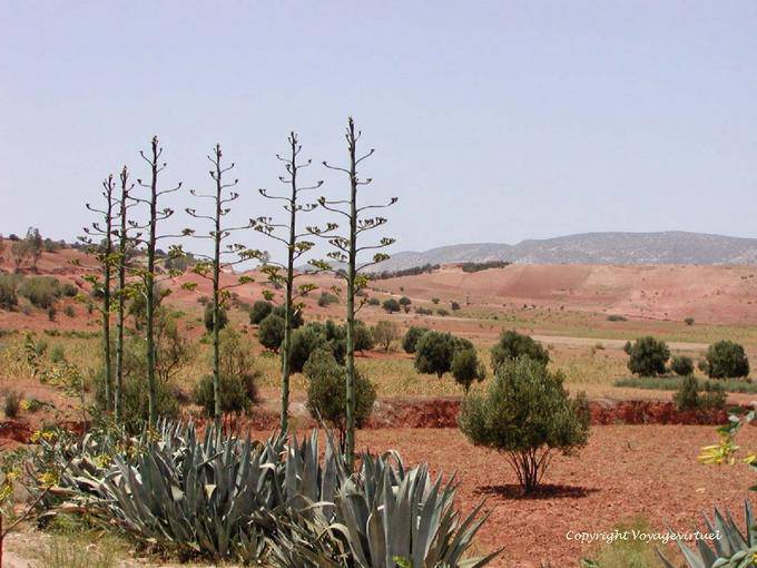 Aloe y la tierra roja alrededor de Essaouira - Marruecos
