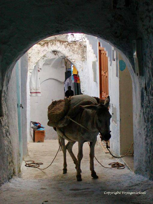 Burro ensillado en un callejón, Medina, Chefchaouen - Marruecos