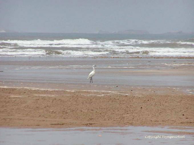 Grúas que chillan a lo largo de la playa hasta el río Igrounzar, Essaouira - Marruecos
