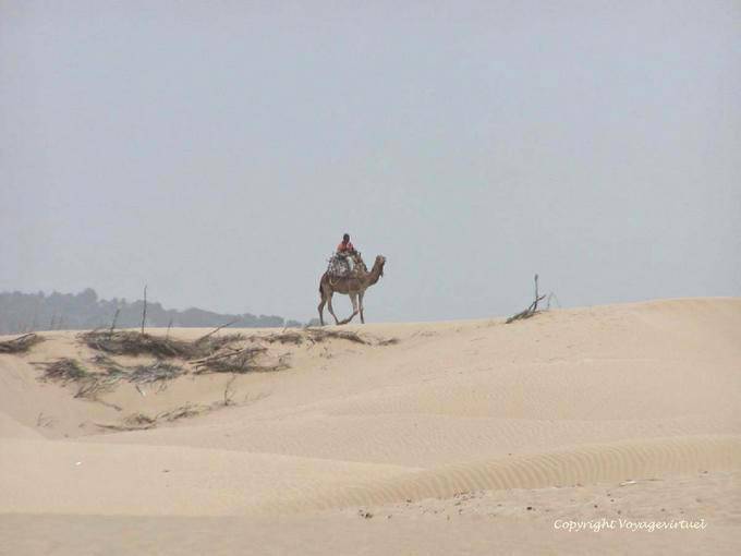 Camello en las dunas cerca Diabet, Essaouira - Marruecos