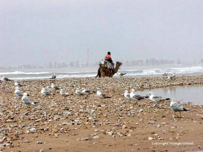 Playa con las aves marinas, un camello y el océano salvaje, Essaouira - Marruecos
