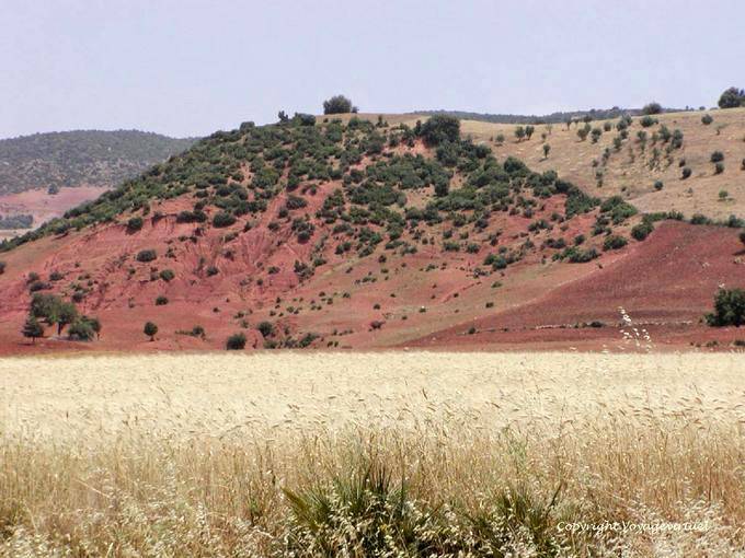 Erosión y Campo de trigo maduro, Khénifra - Marruecos