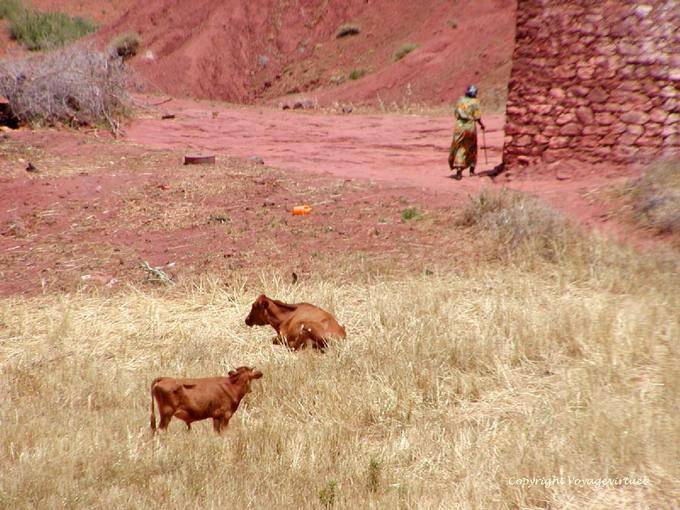 Vacas en la paja de oro y campesina a Khénifra - Marruecos