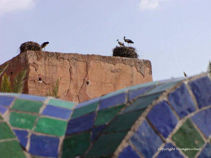 Cigüeña anida en una pared de la muralla, Marrakech - Marruecos
