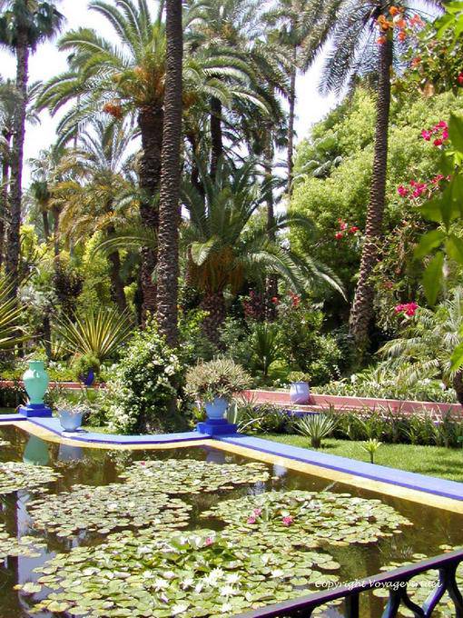Flores de loto y exuberante, Jardin Majorelle, Marrakech - Marruecos
