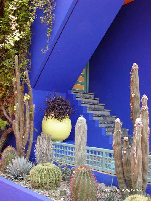Blue Angel y colección de cactus, Jardín Majorelle de Marrakech - Marruecos