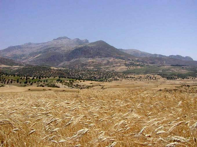 Montañas del Rif y campo de trigo cerca de Beni Darkoul - Marruecos