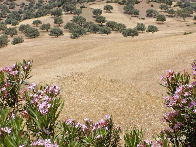 Campos y olivos a lo largo del Oued Lau, Rif occidental - Marruecos