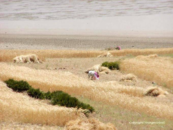 Impresionismo en la cosecha, Derdara, Oued Lau, Jbala Rif - Marruecos