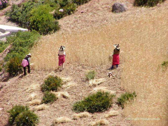 Las mujeres que usan el Rif típico sombrero durante la cosecha, el Valle de Oued Lau - Marruecos