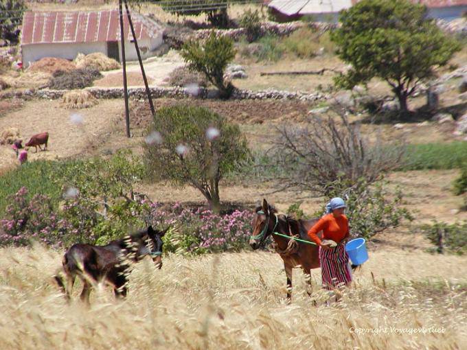 Vida en el campo en el borde de una granja, gargantas del Oued Lau, Rif - Marruecos