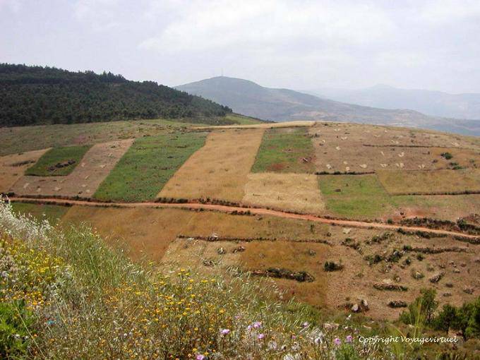 Los campos de trigo y kif, Rif - Marruecos