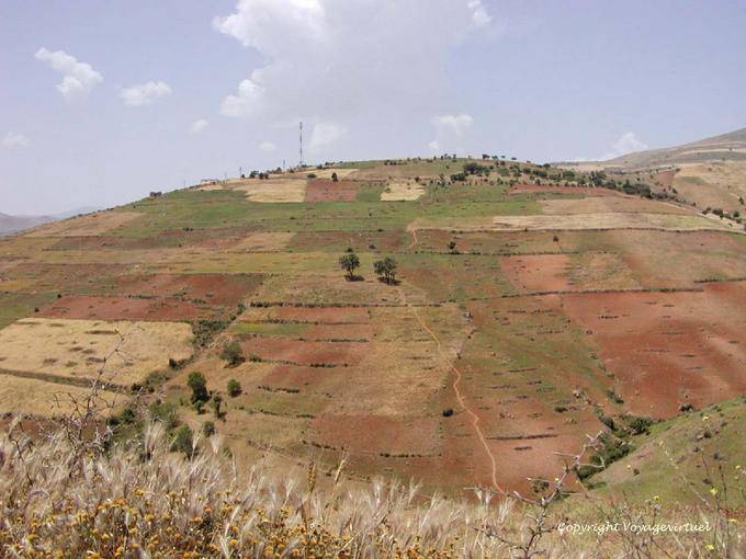 Los cultivos mixtos del Rif, cereales y cannabis - Marruecos