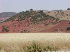 Erosión y Campo de trigo maduro, Khénifra, Marruecos.