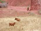 Vacas en la paja de oro y campesina a Khénifra, Marruecos.
