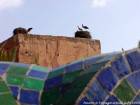 Cigüeña anida en una pared de la muralla, Marrakech, Marruecos.