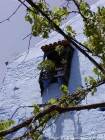 Vides y ventana de celosía, Chefchaouen, Marruecos.
