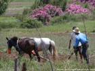 El arado se realiza con caballos que tiraban del arado, Amaghousse, Marruecos.