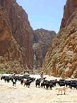 Todgha Gorge (Todgha) a Tinghir, Marruecos.