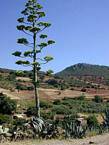 Aloes gigantes en el fondo del bosque, Khenifra, Marruecos.