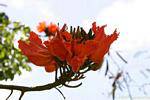 Flamboyant, Delonix regia flor, Martinica.
