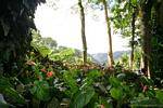 Anthurium, Jardín Balata, Martinica.