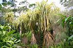 Arbustos tropicales en el Jardín de Balata, Martinica.
