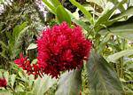 Alpinia rosea Balata, Martinica.