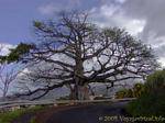 Un gigante Ceiba pentandra o queso en carretera, Martinica.