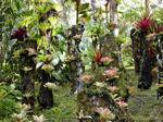 Las epífitas, colección Polypodiaceae suspendida, jardín de Balata, Martinica.
