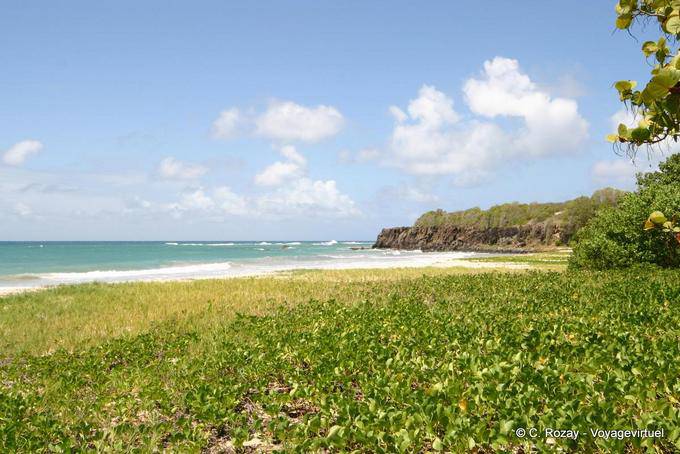 Anse à Prunes, vegetación en la playa - Martinica