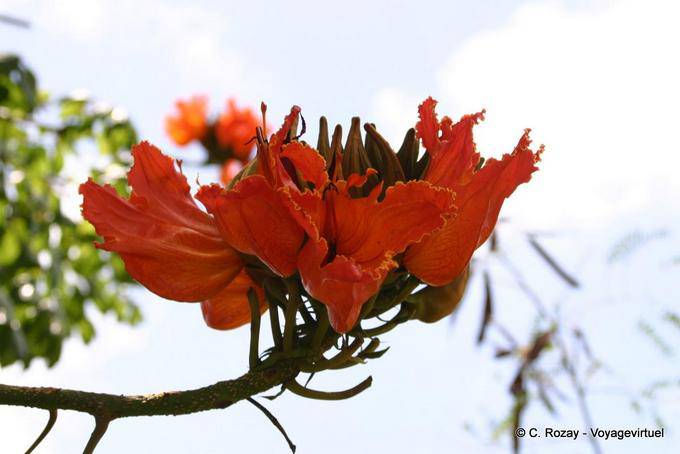 Flamboyant, Delonix regia flor - Martinica