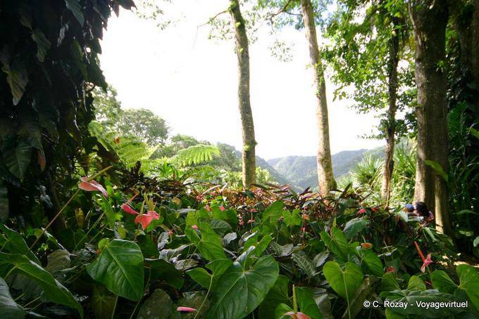 Anthurium, Jardín Balata - Martinica