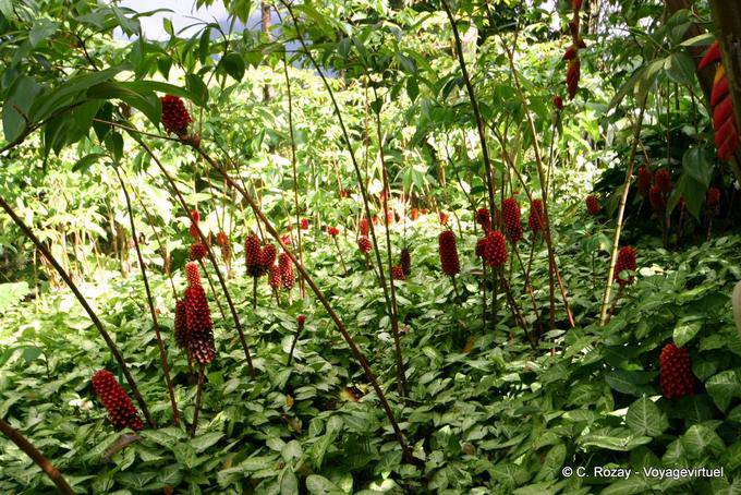 Conjunto de rojo dirzoi Coctus, Jardín Balata - Martinica
