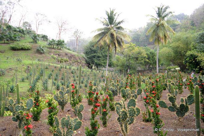 Colección Cactus Anse Habitation Latouche - Martinica