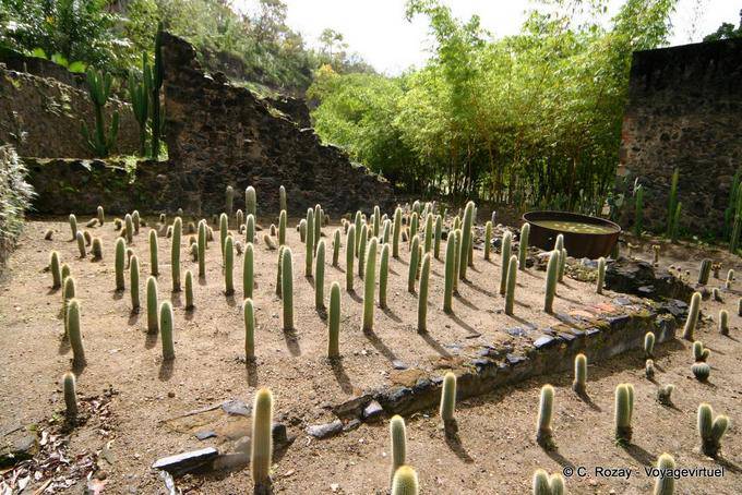 Erección cactus por Jean-Philippe Thoze, Habitation Latouche - Martinica